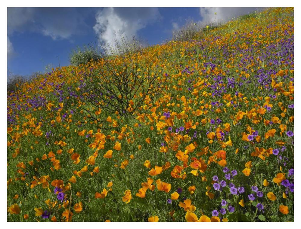 California Poppy And Desert Bluebells Carpeting A Spring Hillside, California-Paper Art-42X32