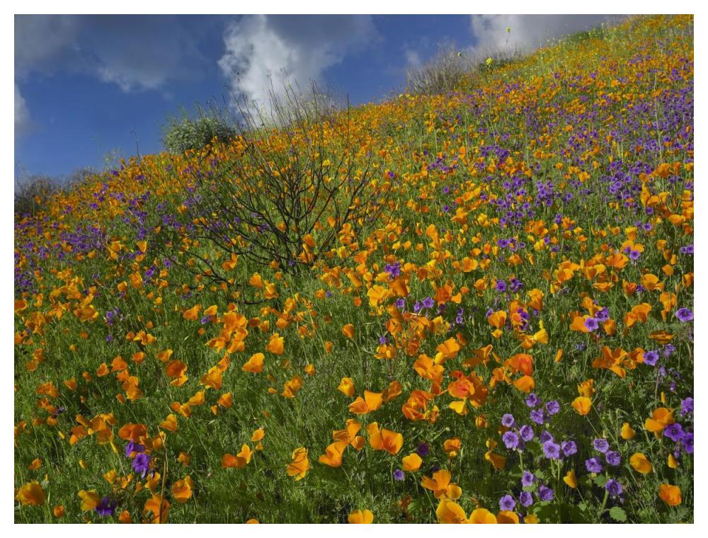 California Poppy And Desert Bluebells Carpeting A Spring Hillside, California-Paper Art-50X38