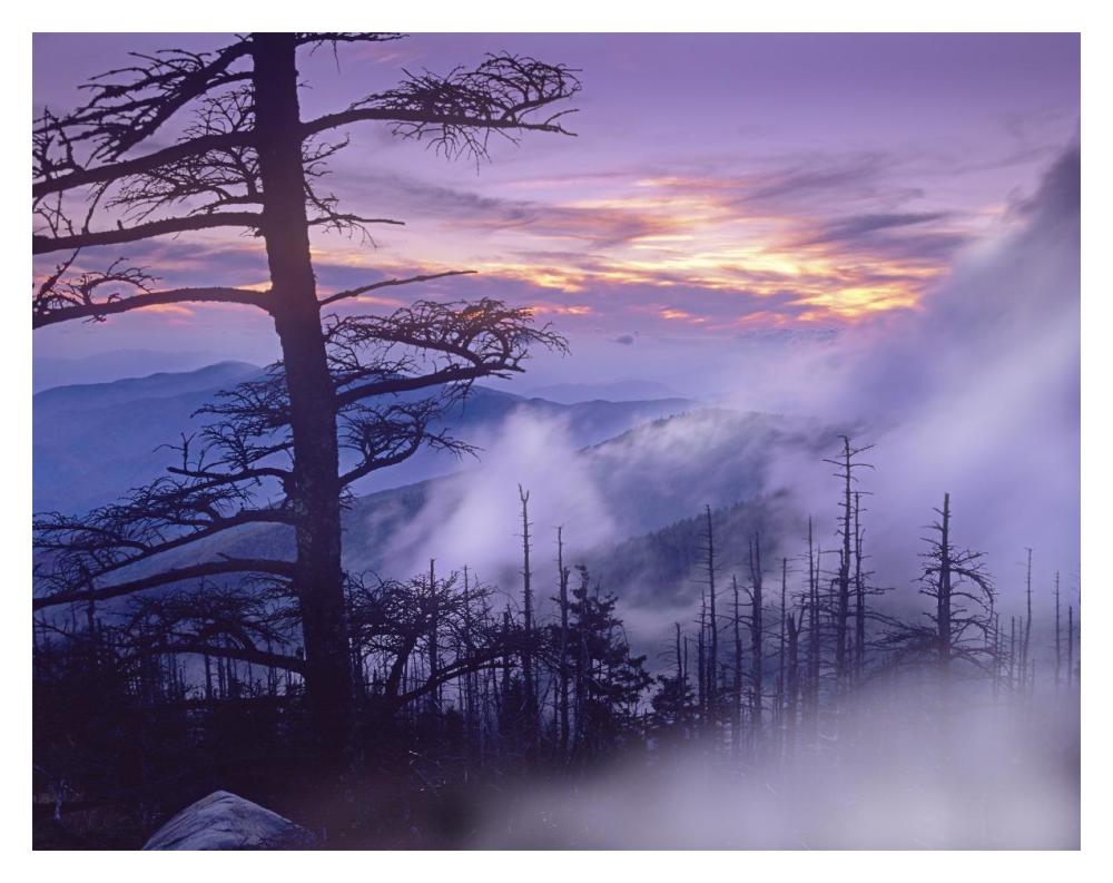 Rolling Fog On Clingman'S Dome, Great Smoky Mountains National Park, Tennessee-Paper Art-18X14