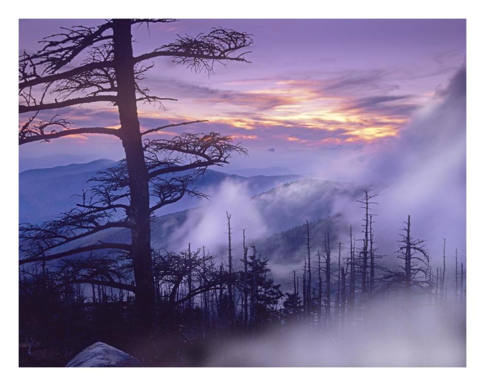 Rolling Fog On Clingman'S Dome, Great Smoky Mountains National Park, Tennessee-Paper Art-26X20