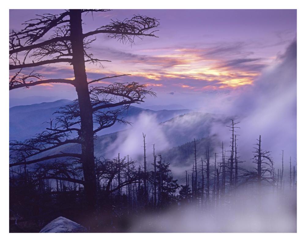 Rolling Fog On Clingman'S Dome, Great Smoky Mountains National Park, Tennessee-Paper Art-34X26