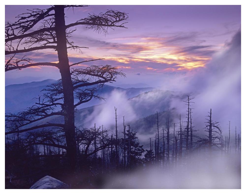 Rolling Fog On Clingman'S Dome, Great Smoky Mountains National Park, Tennessee-Paper Art-50X38