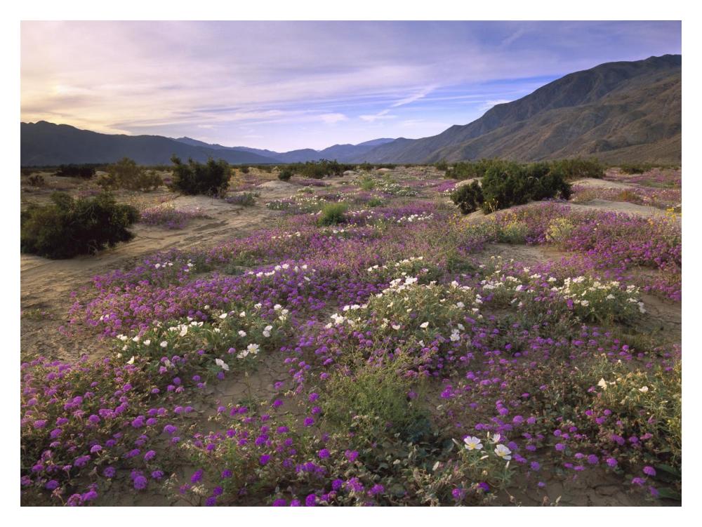 Sand Verbena And Primrose Blooming, Anza-Borrego Desert State Park, California-Paper Art-18X14