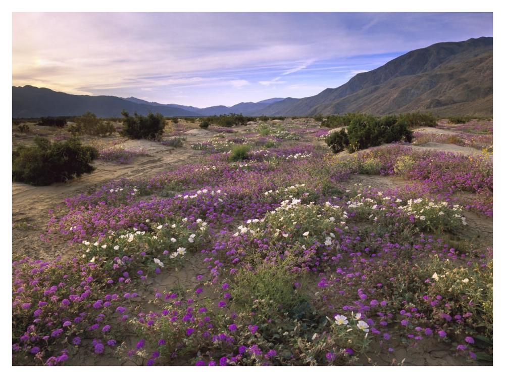 Sand Verbena And Primrose Blooming, Anza-Borrego Desert State Park, California-Paper Art-42X32