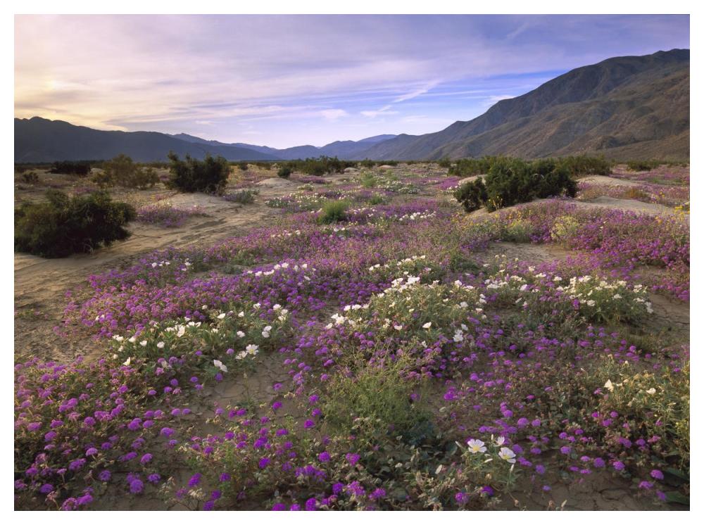 Sand Verbena And Primrose Blooming, Anza-Borrego Desert State Park, California-Paper Art-50X38