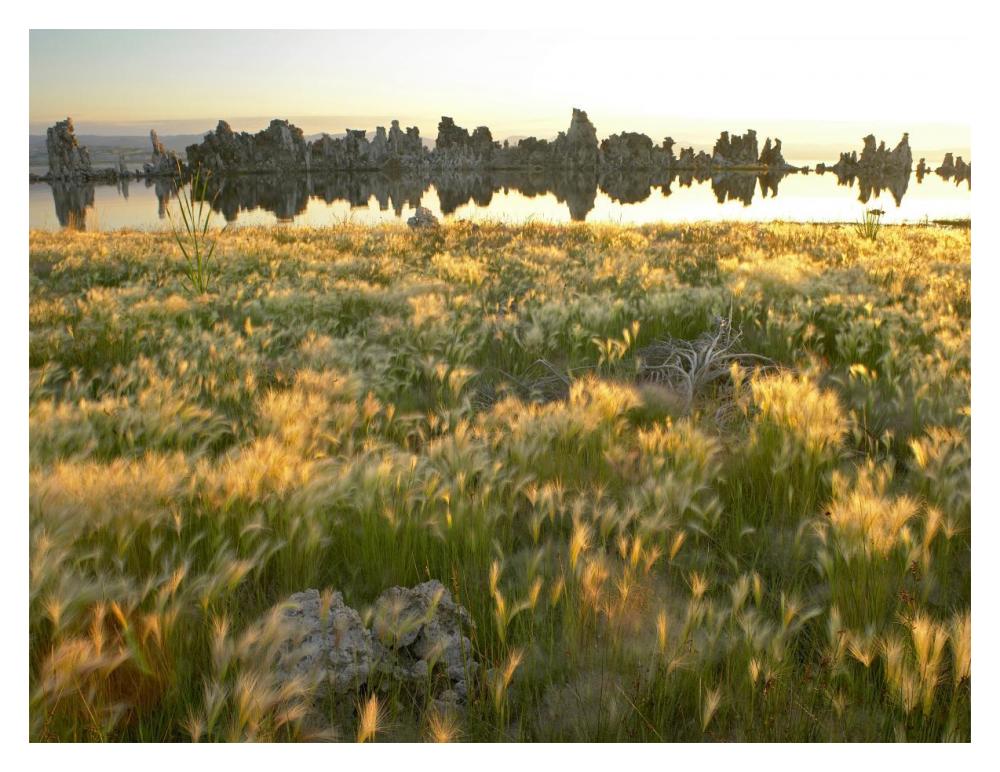 Squirreltail Barley And Tufa Towers Silhouetted At Dawn, Mono Lake, California-Paper Art-18X14