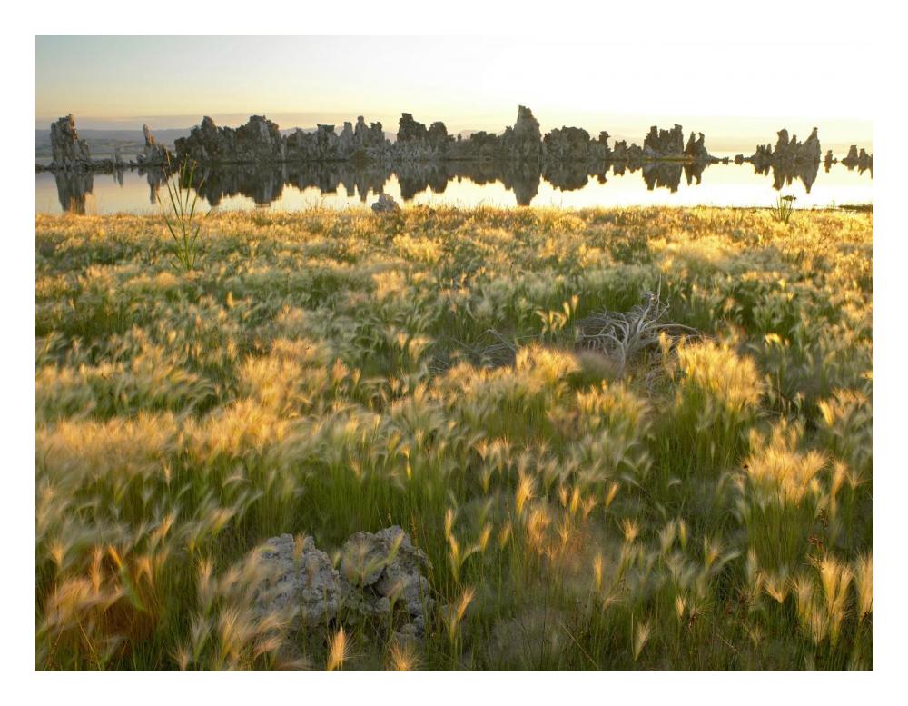 Squirreltail Barley And Tufa Towers Silhouetted At Dawn, Mono Lake, California-Paper Art-26X20