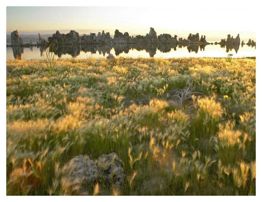 Squirreltail Barley And Tufa Towers Silhouetted At Dawn, Mono Lake, California-Paper Art-42X32