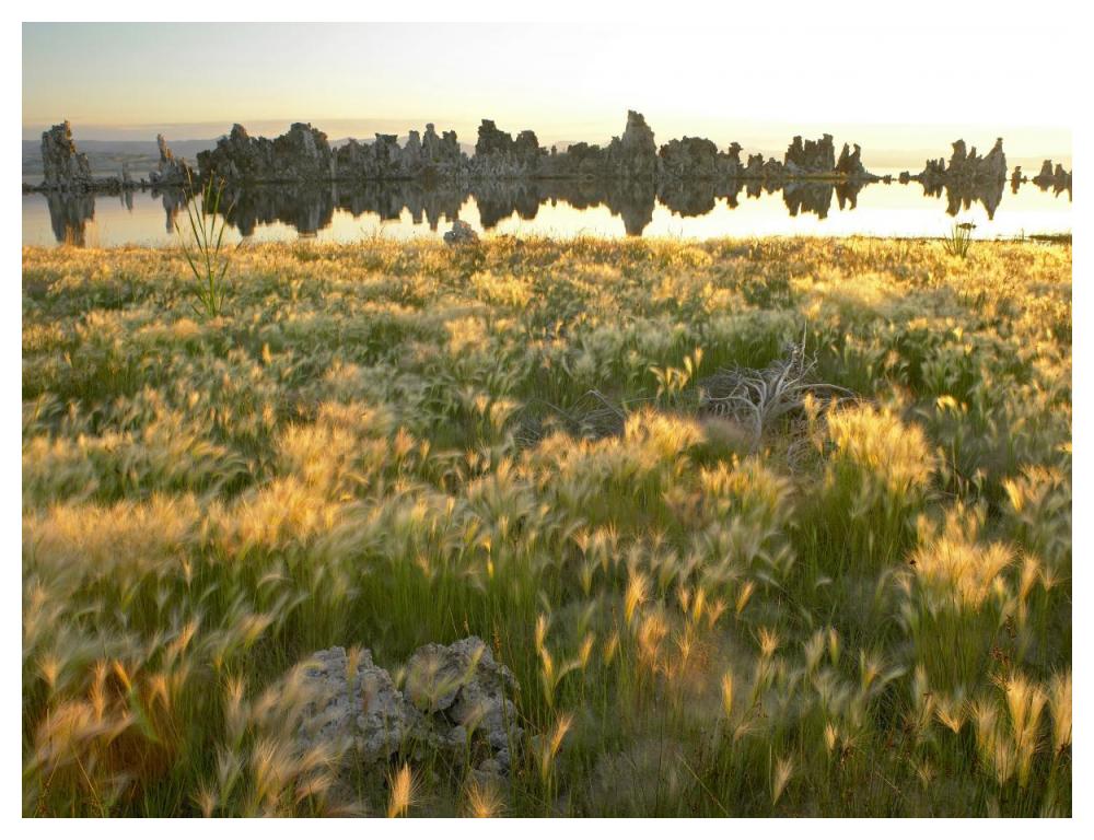 Squirreltail Barley And Tufa Towers Silhouetted At Dawn, Mono Lake, California-Paper Art-50X38