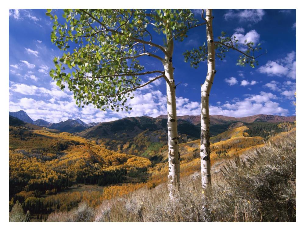Aspen Trees In Fall-Colors On Elk Mountains, Capitol Creek Trailhead, Colorado-Paper Art-18X14
