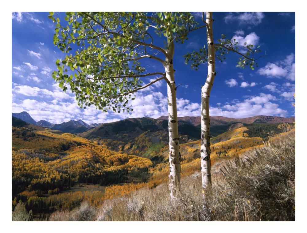Aspen Trees In Fall-Colors On Elk Mountains, Capitol Creek Trailhead, Colorado-Paper Art-26X20