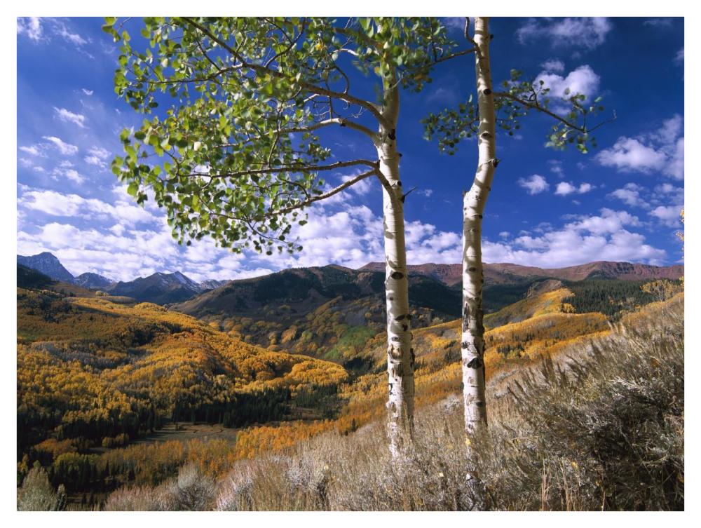 Aspen Trees In Fall-Colors On Elk Mountains, Capitol Creek Trailhead, Colorado-Paper Art-42X32