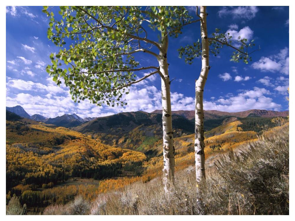 Aspen Trees In Fall-Colors On Elk Mountains, Capitol Creek Trailhead, Colorado-Paper Art-50X38