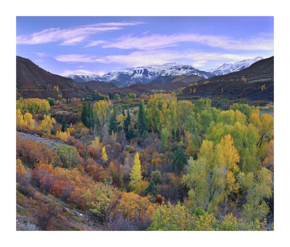 Quaking Aspen Forest In Autumn, Snowmass Mountain Near Quaking Aspen, Colorado-Paper Art-18X15.28