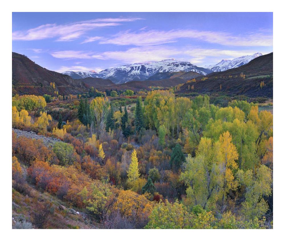 Quaking Aspen Forest In Autumn, Snowmass Mountain Near Quaking Aspen, Colorado-Paper Art-24X20.26
