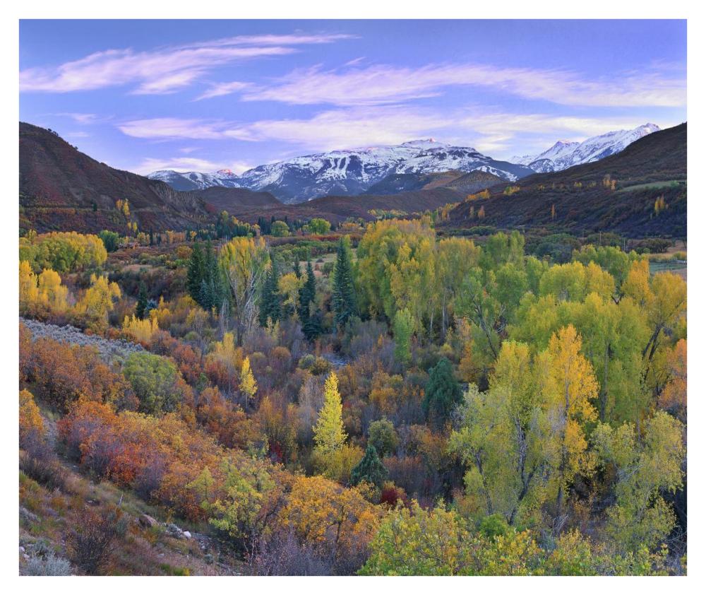 Quaking Aspen Forest In Autumn, Snowmass Mountain Near Quaking Aspen, Colorado-Paper Art-38X31.88