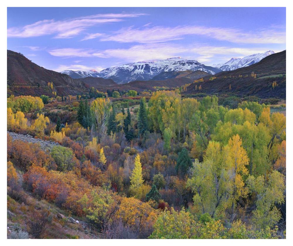 Quaking Aspen Forest In Autumn, Snowmass Mountain Near Quaking Aspen, Colorado-Paper Art-42X35.2