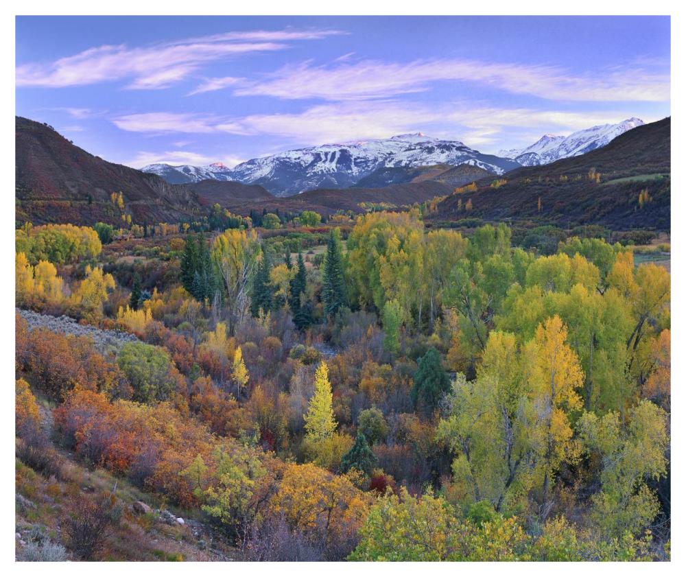 Quaking Aspen Forest In Autumn, Snowmass Mountain Near Quaking Aspen, Colorado-Paper Art-46X38.52