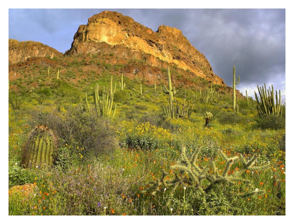 Organ Pipe Cactus Organ Pipe Cactus National Monument, Sonoran Desert, Arizona-Paper Art-18X14