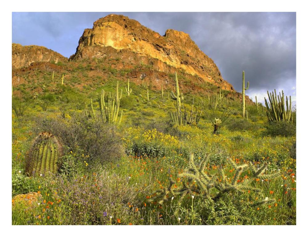 Organ Pipe Cactus Organ Pipe Cactus National Monument, Sonoran Desert, Arizona-Paper Art-26X20