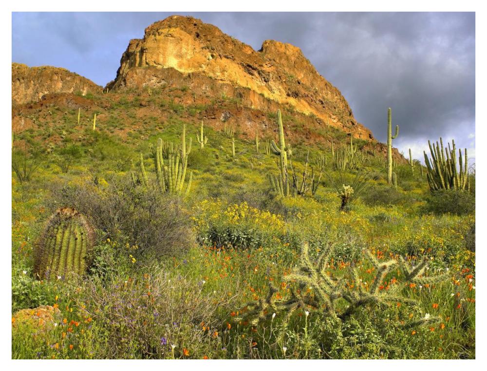 Organ Pipe Cactus Organ Pipe Cactus National Monument, Sonoran Desert, Arizona-Paper Art-42X32