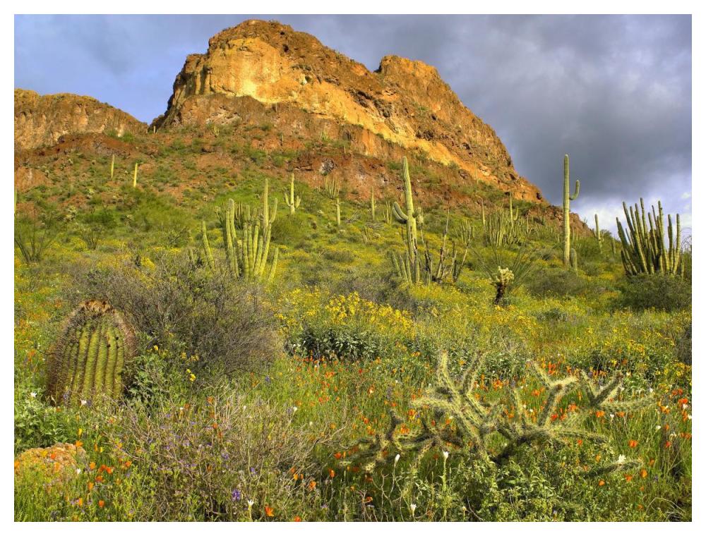 Organ Pipe Cactus Organ Pipe Cactus National Monument, Sonoran Desert, Arizona-Paper Art-50X38