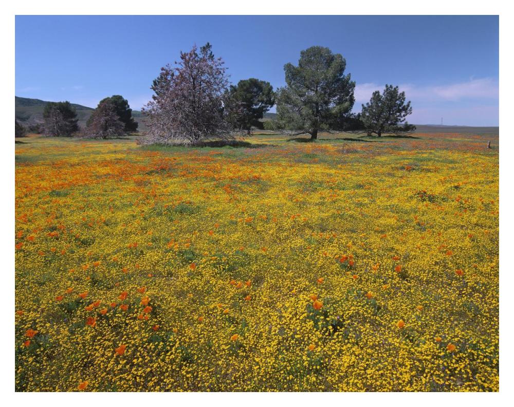 California Poppy And Eriophyllum Flowers In Field, Antelope Valley, California-Paper Art-18X14