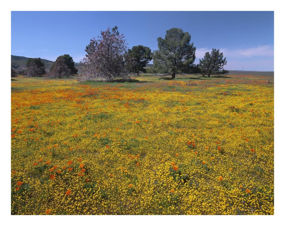 California Poppy And Eriophyllum Flowers In Field, Antelope Valley, California-Paper Art-26X20