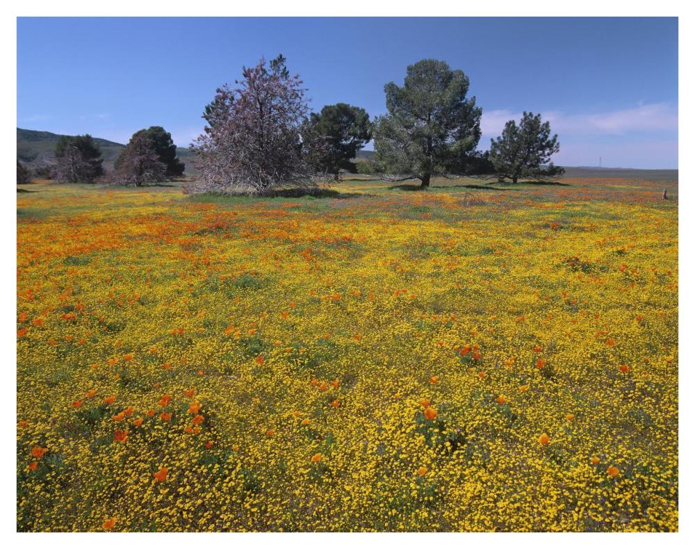 California Poppy And Eriophyllum Flowers In Field, Antelope Valley, California-Paper Art-42X32
