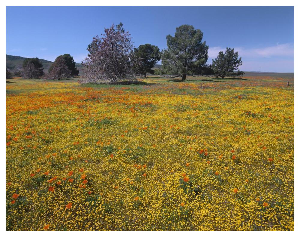 California Poppy And Eriophyllum Flowers In Field, Antelope Valley, California-Paper Art-50X38