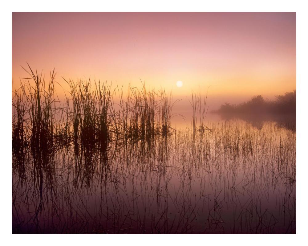 Reeds Reflected In Sweet Bay Pond At Sunrise, Everglades National Park, Florida-Paper Art-26X20