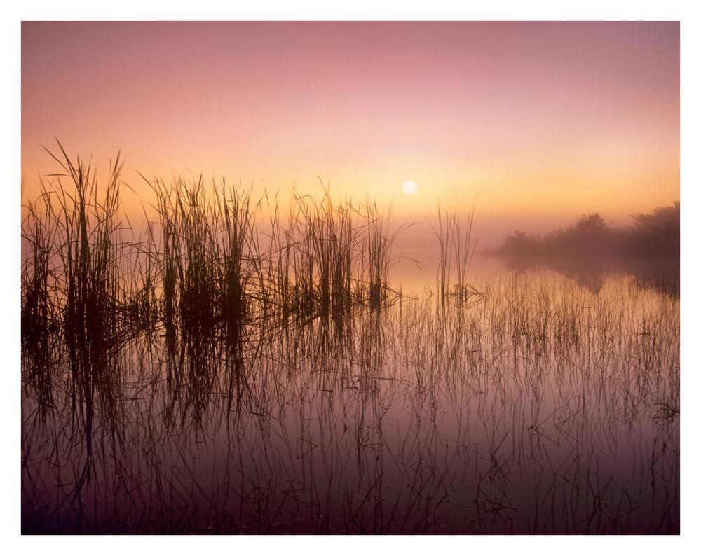 Reeds Reflected In Sweet Bay Pond At Sunrise, Everglades National Park, Florida-Paper Art-34X26