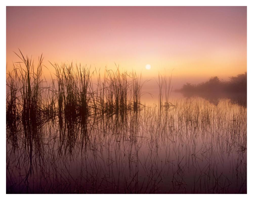 Reeds Reflected In Sweet Bay Pond At Sunrise, Everglades National Park, Florida-Paper Art-42X32