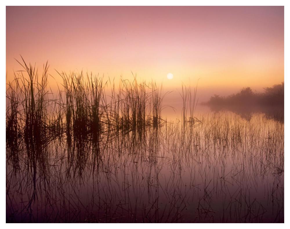 Reeds Reflected In Sweet Bay Pond At Sunrise, Everglades National Park, Florida-Paper Art-50X38