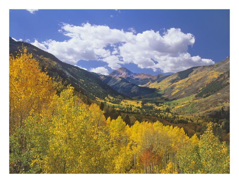 Haystack Mountain With Aspen Forest, Maroon Bells-Snowmass Wilderness, Colorado-Paper Art-26X20