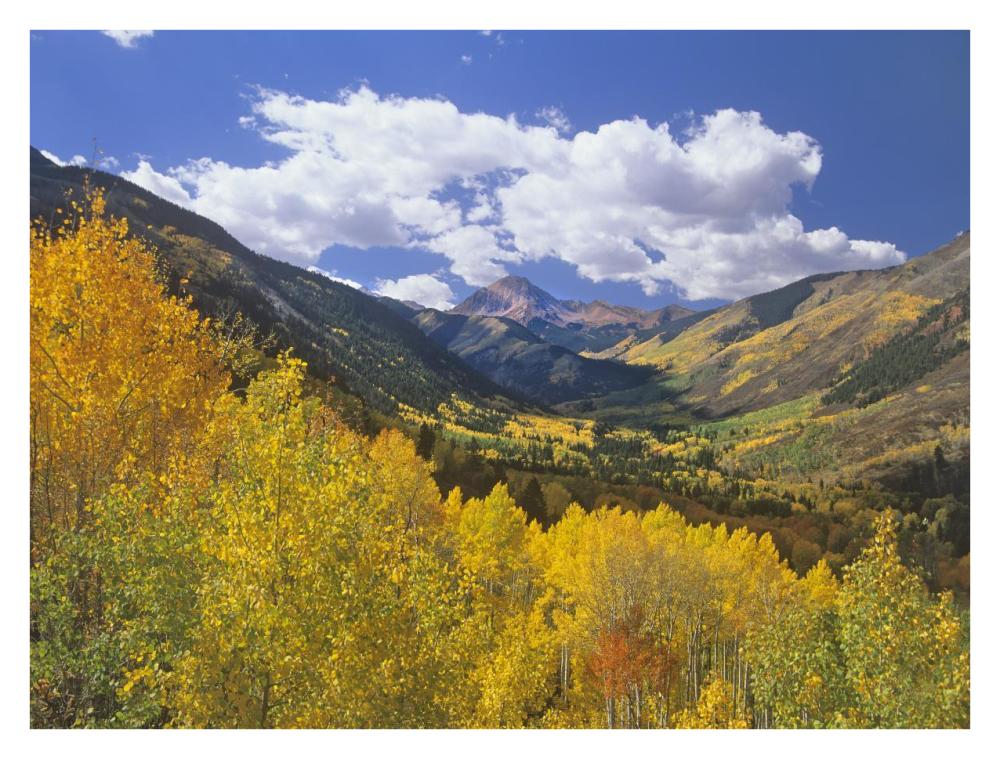 Haystack Mountain With Aspen Forest, Maroon Bells-Snowmass Wilderness, Colorado-Paper Art-34X26