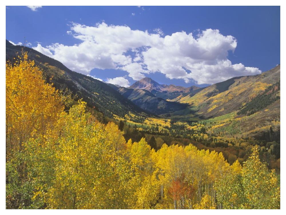 Haystack Mountain With Aspen Forest, Maroon Bells-Snowmass Wilderness, Colorado-Paper Art-50X38