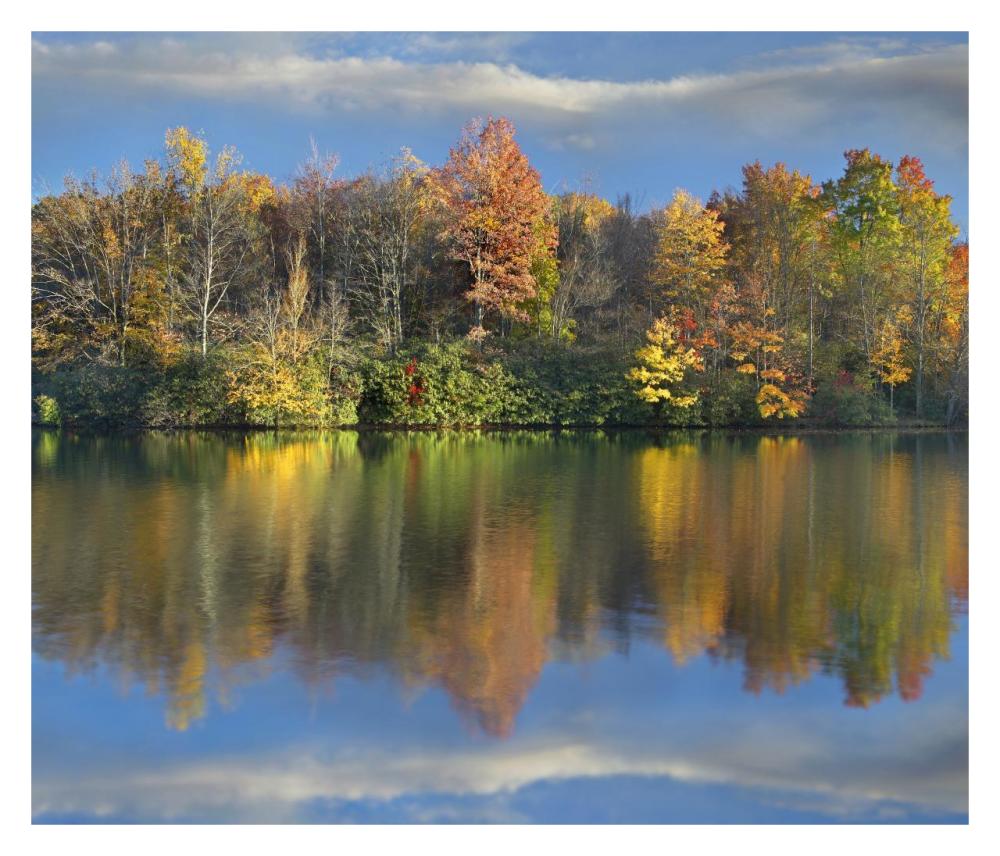 Deciduous Forest In Autumn Along Price Lake, Blue Ridge Parkway, North Carolina-Paper Art-32X27.5