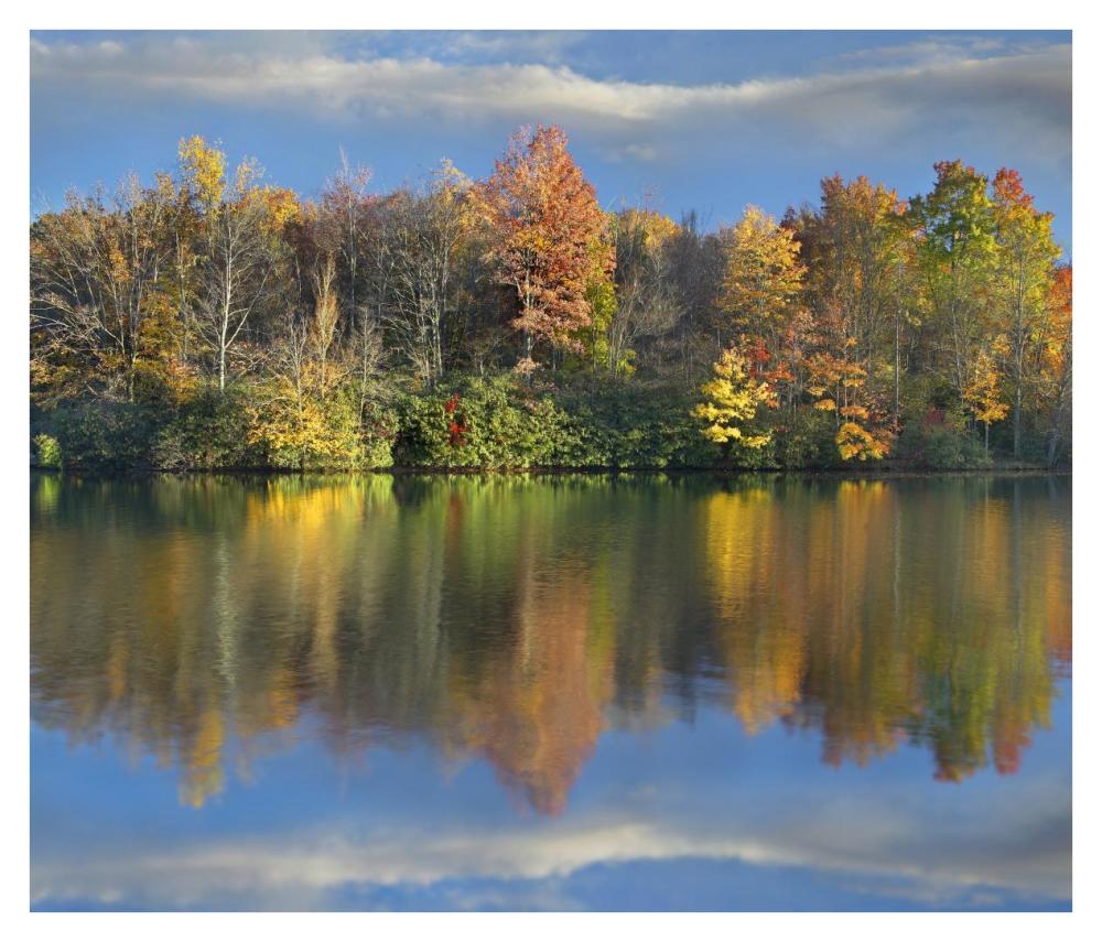 Deciduous Forest In Autumn Along Price Lake, Blue Ridge Parkway, North Carolina-Paper Art-38X32.6
