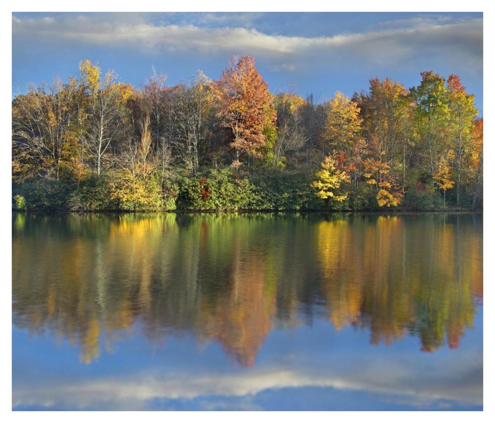 Deciduous Forest In Autumn Along Price Lake, Blue Ridge Parkway, North Carolina-Paper Art-42X36