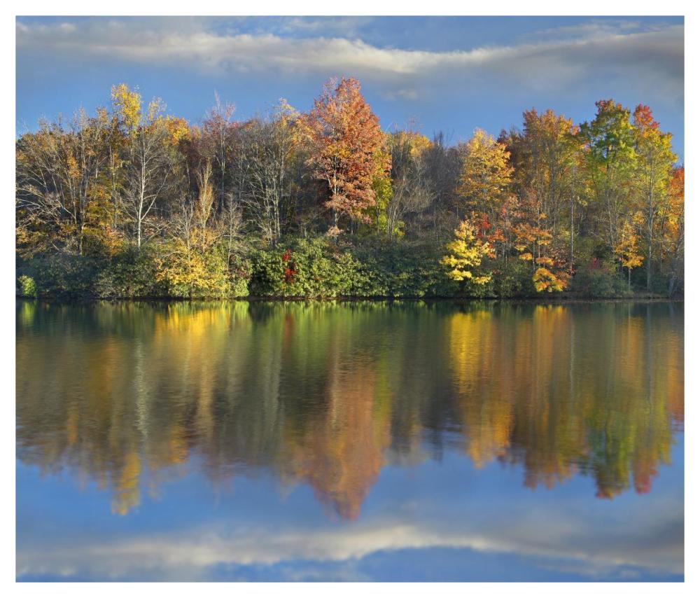 Deciduous Forest In Autumn Along Price Lake, Blue Ridge Parkway, North Carolina-Paper Art-46X39.4