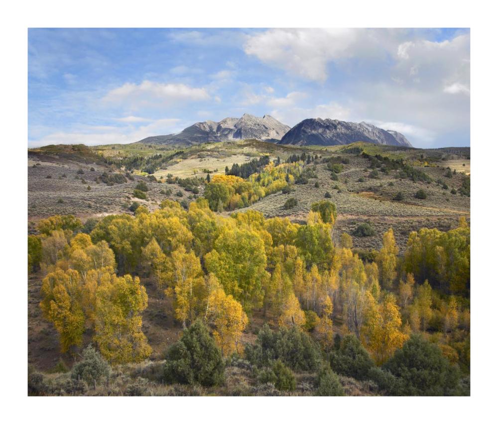 Quaking Aspen Forest And Chair Mountain In Autumn, Raggeds Wilderness, Colorado-Paper Art-18X15.28
