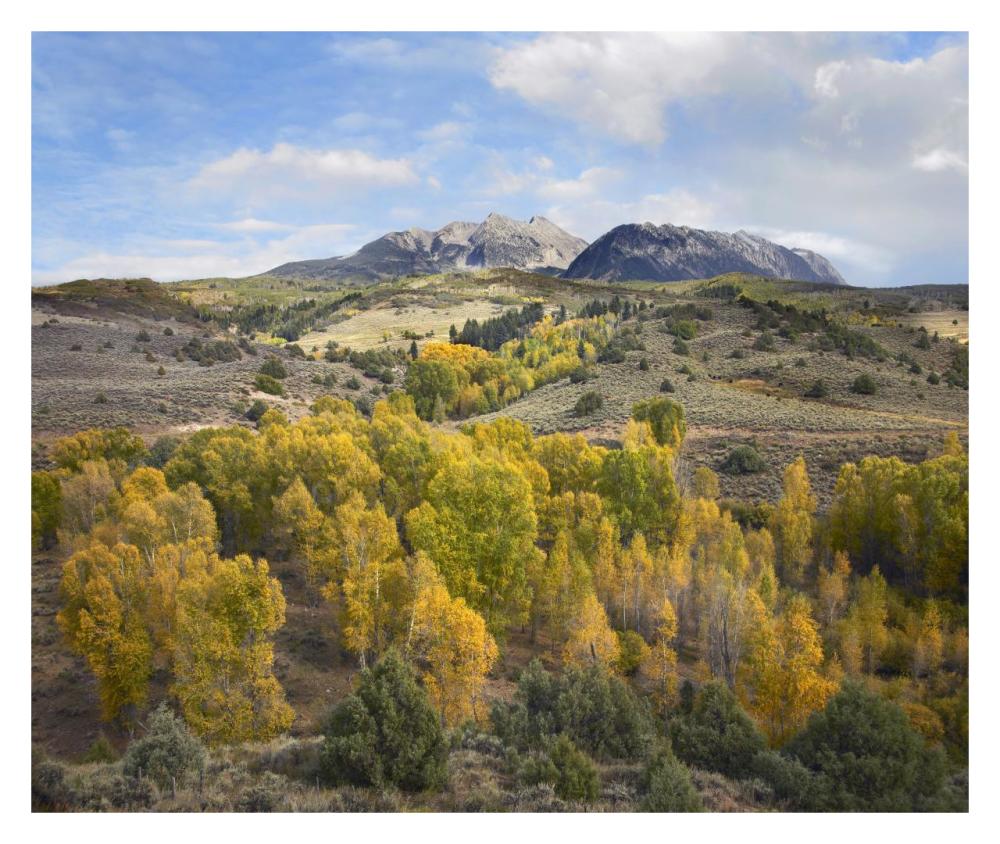 Quaking Aspen Forest And Chair Mountain In Autumn, Raggeds Wilderness, Colorado-Paper Art-32X26.9