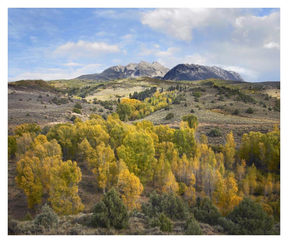 Quaking Aspen Forest And Chair Mountain In Autumn, Raggeds Wilderness, Colorado-Paper Art-38X31.88