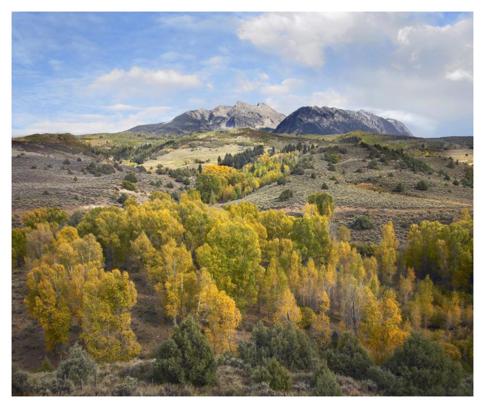 Quaking Aspen Forest And Chair Mountain In Autumn, Raggeds Wilderness, Colorado-Paper Art-42X35.2