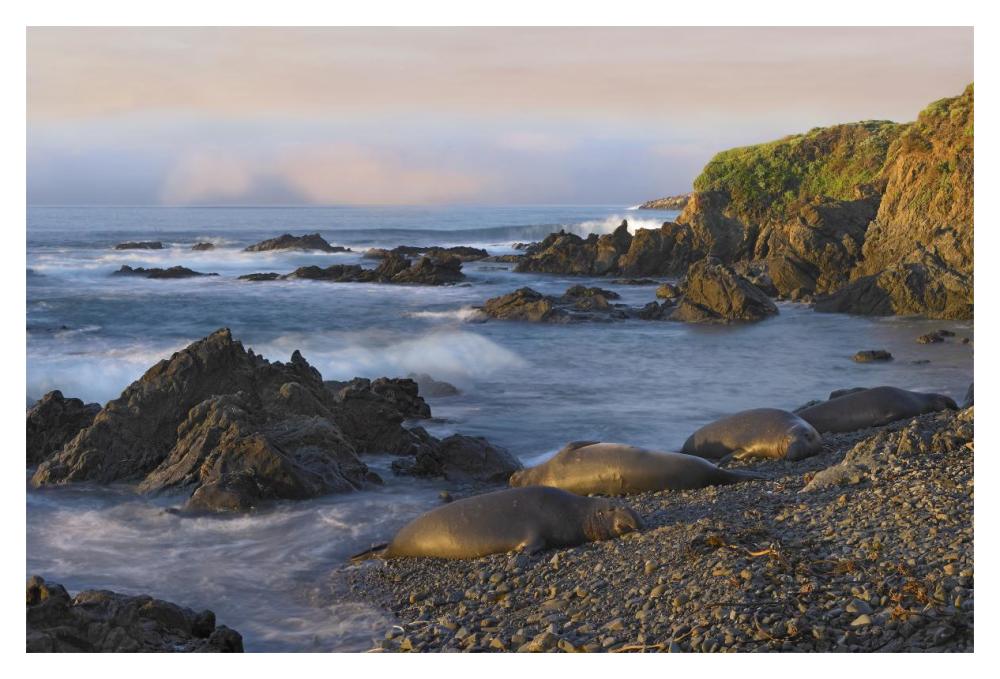 Northern Elephant Seals Resting On The Beach, Point Piedras Blancas, California-Paper Art-20X14