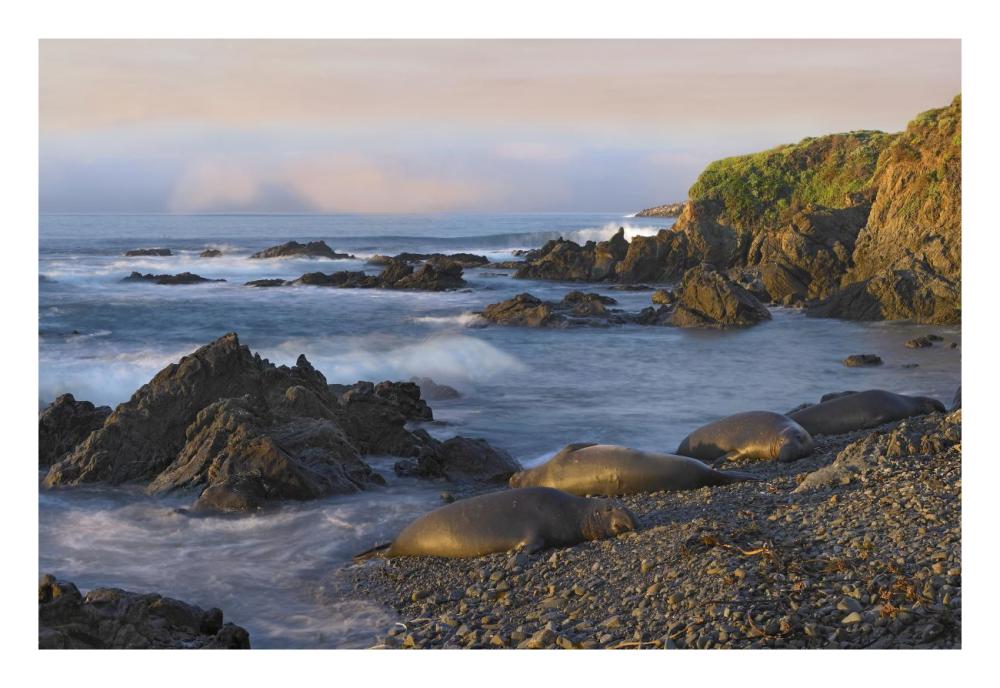 Northern Elephant Seals Resting On The Beach, Point Piedras Blancas, California-Paper Art-26X18