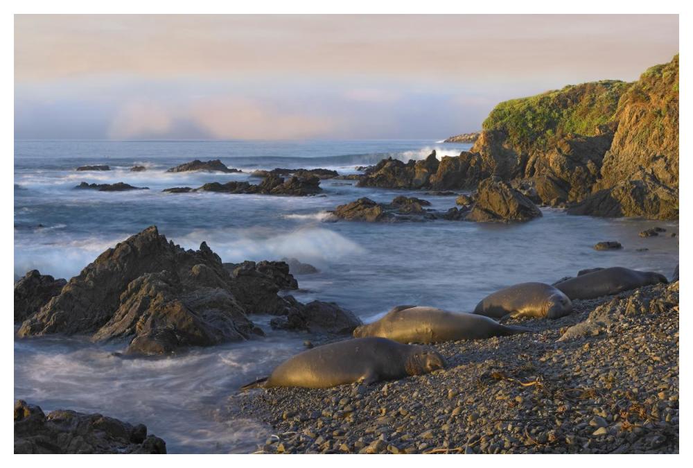 Northern Elephant Seals Resting On The Beach, Point Piedras Blancas, California-Paper Art-50X34