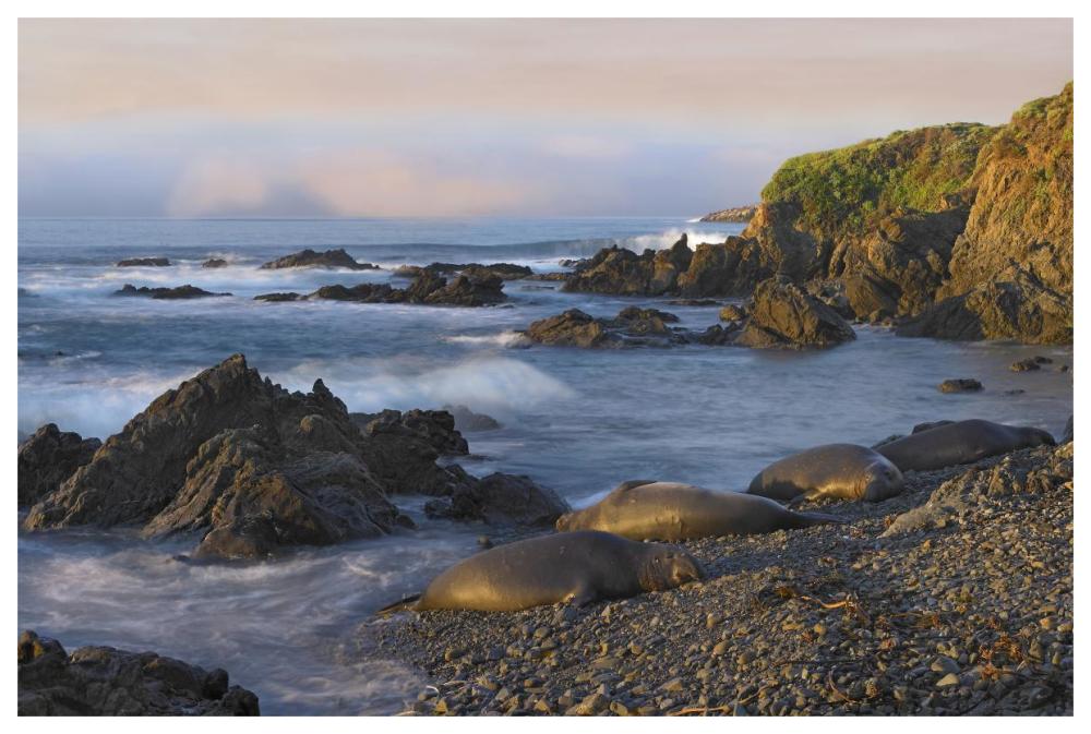 Northern Elephant Seals Resting On The Beach, Point Piedras Blancas, California-Paper Art-62X42