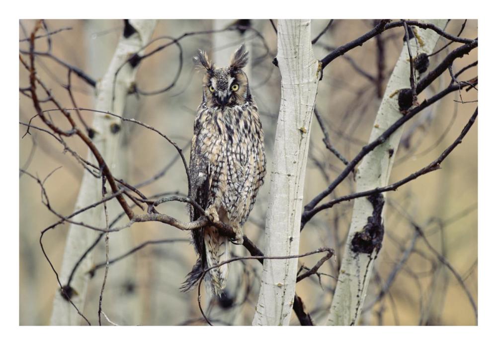 Long-Eared Owl Perching In A Tree, Circumpolar Species, British Columbia, Canada-Paper Art-26X18